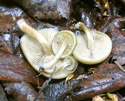 За грибами на дальный кордон