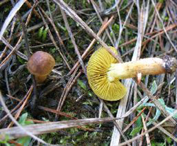 Черепаха в окружении