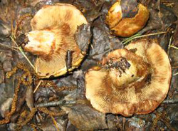 Черепаха в окружении