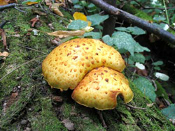 Тропою барана