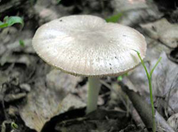 После ливней