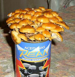 Грибы растут, только смотри