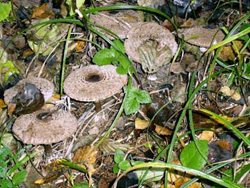 Жизнь после морозов