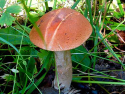 Конец сезона ?