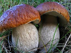 Особенный гриб