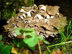 Ленивый август