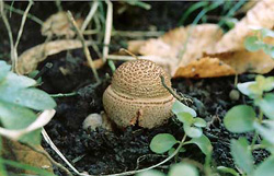 День груздя