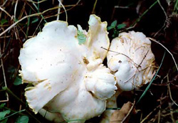 Одной загадкой меньше