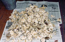 За грибами в Азию