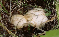 За грибами в Азию