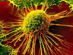 Грибы. Что или кто они?