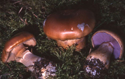 Отравление грибами