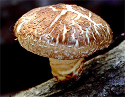 Основные понятия о пероксиде водорода