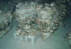 Выращивание вешенки на соломе и камыше