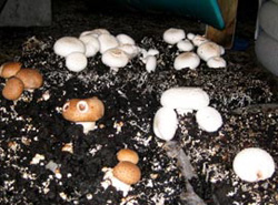 Выращивание экологически чистых грибов в домашних условиях