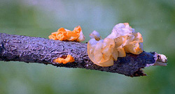   Tremella mesenterica