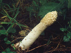 Веселка обыкновенная Phallus impudicus