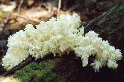   Hericium coralloides
