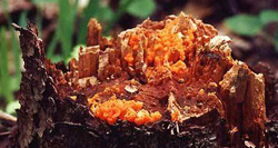   Tremella foliacea