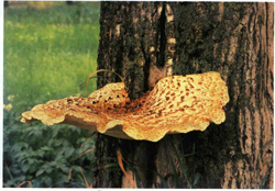  ,  Polyporus squamosus