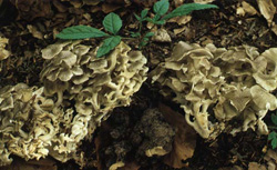   Grifola umbellata