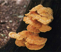  - Laetiporus sulphureus