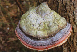   Fomitopsis pinicola