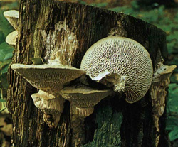   Daedalea quercina (Trametes querdna)