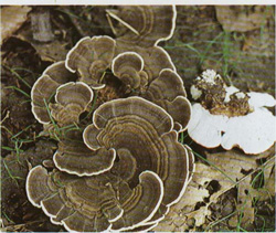   Trametes versicolor