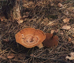   Coltricia perennis