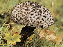  Strobilomyces strobilaceus (Strobilomyces floccopus)