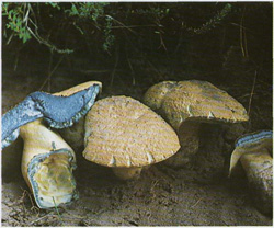  Gyroporus cyanescens