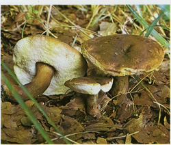   Gyroporus castaneus