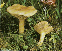 ,  Suillus bovinus