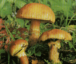   Suillus grevillei