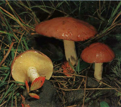   Suillus granulatus