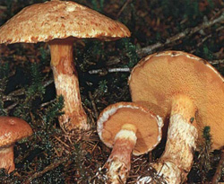  - Suillus tridentinuss