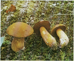  - Suillus variegatus