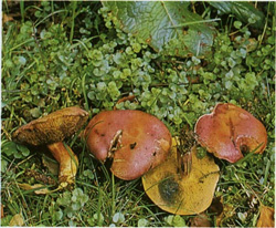   Xerocomus rubellus