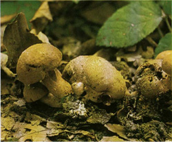   Xerocomus parasiticus