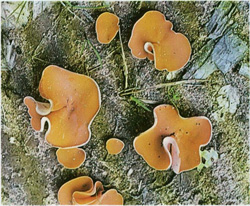   Aleuria aurantia (Peziza aurantia)
