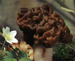  ,   Gyromitra esculenta