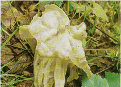   Helvetia crispa