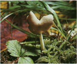   Leptopodia elastica