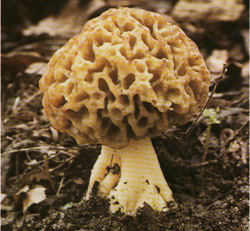   Morchella esculenta