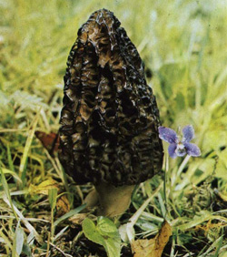   Morchella conica (Morchella elata)
