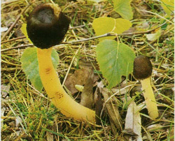   Verpa conica (Verpa digitaliformis)