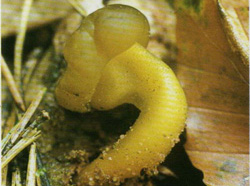   Leotia lubrica