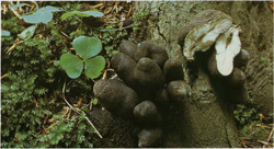  ,   Xylaria polymorpha