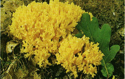   Ramaria aurea